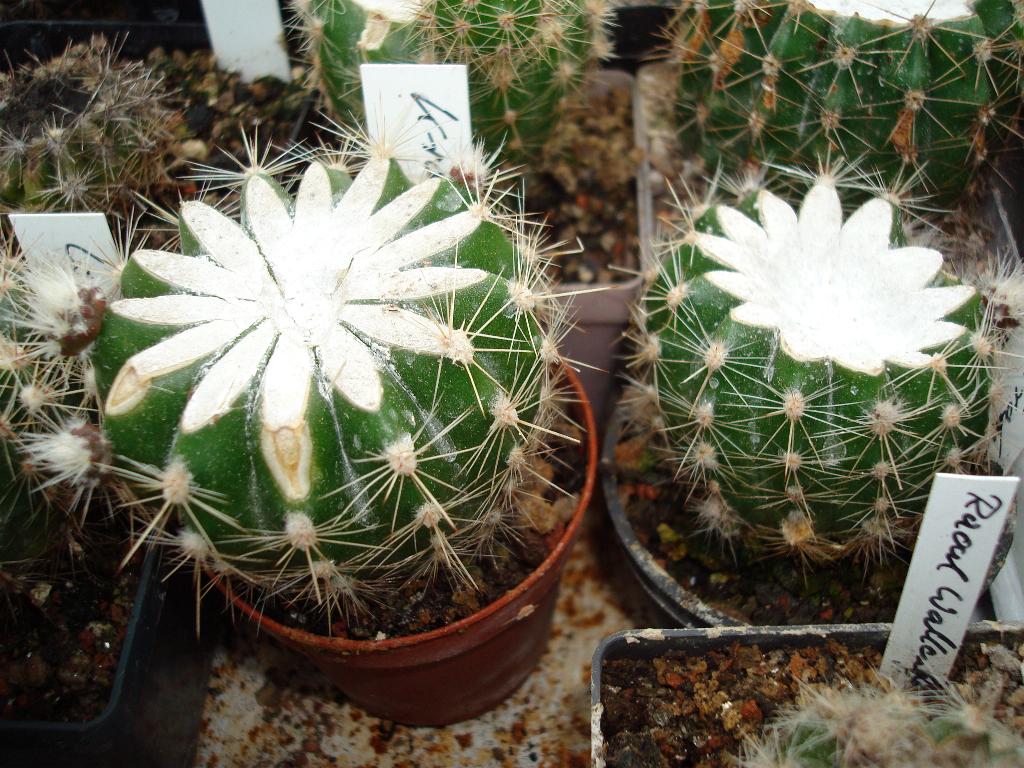 Eigene Echinopsis/Schickaufzucht10.jpg